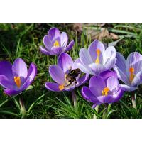 2200_9265 Hummel im Bluetenkelch eines Krokusses. | 